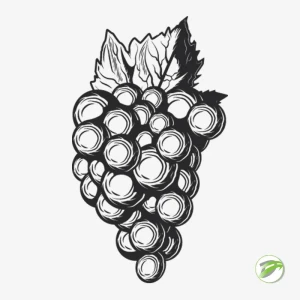 Outline Grapes Vector Design